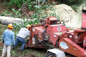 Quality Tree Removal Services Near Me for Storm Damage Cleanup