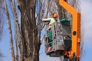 Tree Wise Men of Madison Helps Keep Your Trees Healthy, Safe, and Beautiful