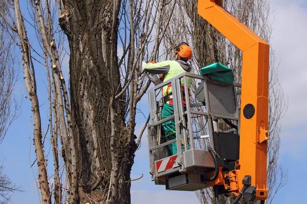 Tree Wise Men of Madison Helps Keep Your Trees Healthy, Safe, and Beautiful