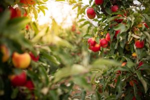 Exploring Raised Bed Vegetable Gardening and Hugelkultur for Beginners