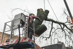 Complete Tree Service Madison for All Your Tree Care Needs